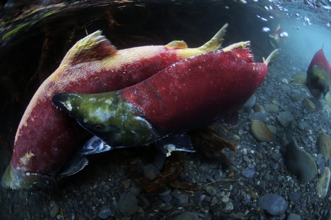 one red fish biting another