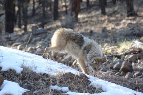 A Mexican wolf is seen walking down a hill in the snow