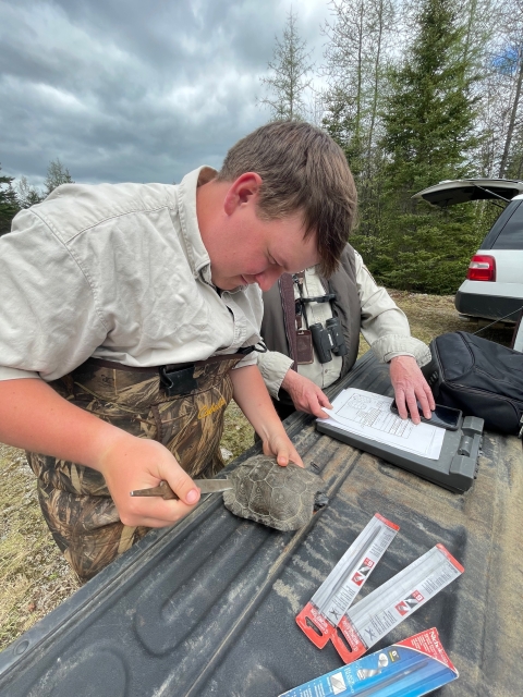 a biologist holds a turtle while collecting data