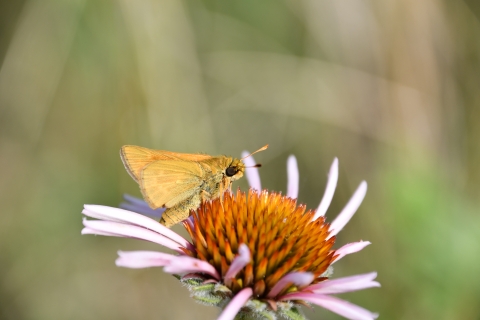 A Dakota skipper butterfly on a pink flower