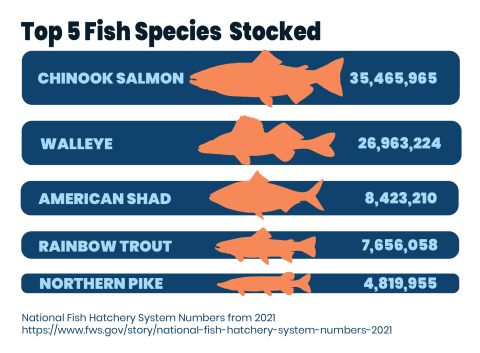 An infographic with a white background and shades of blue text and orange fish throughout. The text on the page reads "Top 5 Fish Species Stocked. Chinook Salmon - 35,465,965. Walleye - 26,963,224. American Shad - 8,423,210. Rainbow Trout - 7,656,058. Northern Pike - 4,819,955. 