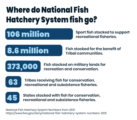 An infographic with a white background and blue text throughout. The text reads “Where do National Fish Hatchery System fish go. 106 million – Sport fish stocked to support recreational fisheries. 8.6 million – Fish stocked on Tribal lands or with Tribal impacts. 373,000 – Fish stocked on military Lands. 63 – Tribes stocked with fish for recreational and subsistence fisheries. 45 – States stocked with fish for recreational and subsistence fisheries. 