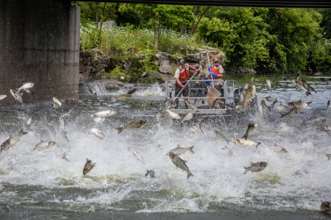 Two U.S. Fish and Wildlife Service personnel on a boat netting Silver carp jumping in the Fox River.