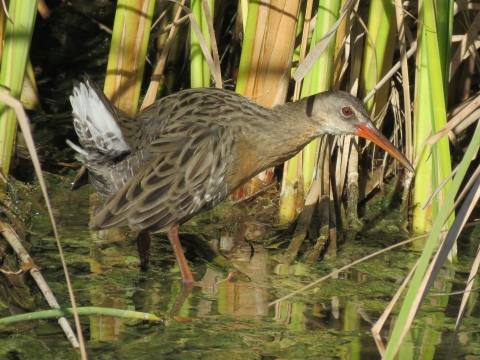 Rail standing in shallow water, with cattails in the background.