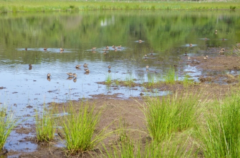 Many small brown shorebirds feed in shallow water surrounded by tall clumps of bright green sedge.