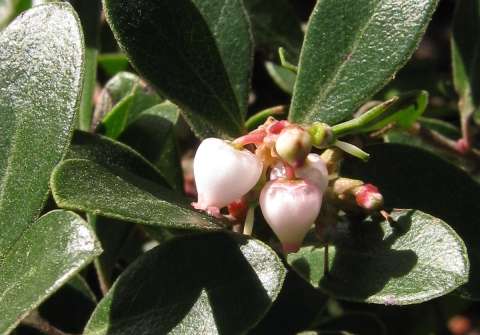 white heart-shaped flowers growing on a stalk of dark green shiny leaves of franciscan manzanita