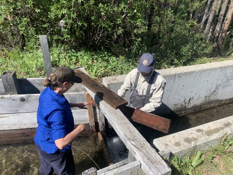 Two people standing in a diversion structure in water where they are placing wood structures into a barrier