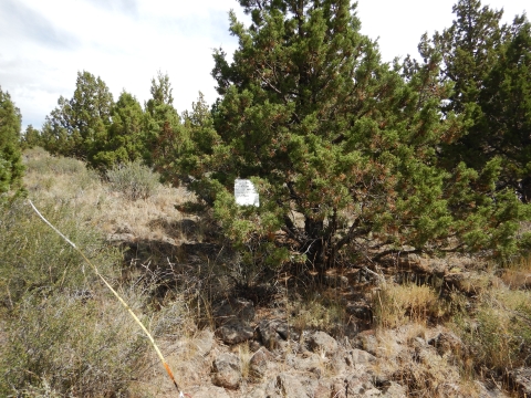 Juniper tree in a desert environment