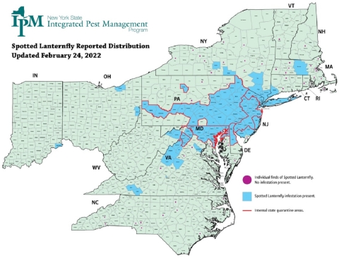 A color map of the northeast shows the 14 states that spotted lantern fly have touched, with shading in the mid-Atlantic to indicate high levels 