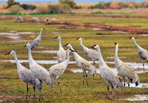 10 sandhill cranes standing in a freshly irrigated field.