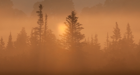 Silhouettes of evergreen trees with orange foggy tint