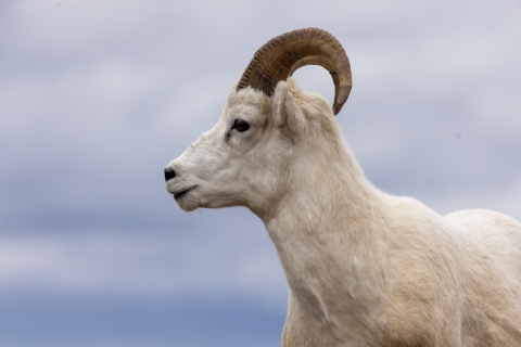 a dall sheep