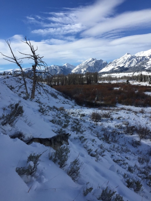 Gray wolf in the southern Greater Yellowstone Ecosystem. Photo credit: Dave Gustine/USFWS 