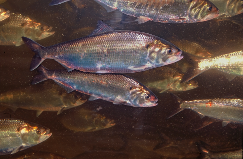 several shiny, silver fish underwater