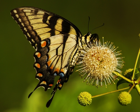 Eastern Tiger Swallowtail butterfly, black, gold and orange, landed on flower.