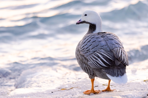 an emperor goose standing on ice