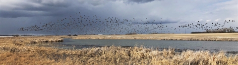 Geese flush from a wetland.