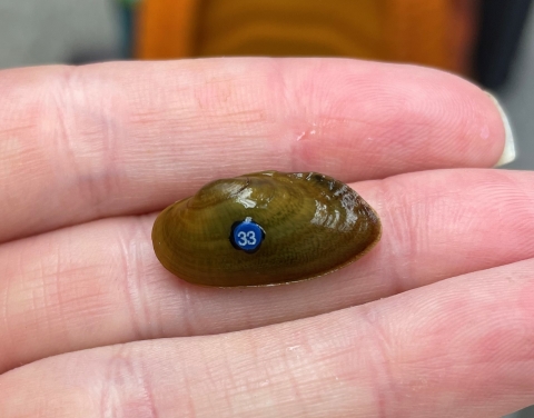 left valve of medionidus parvulus mussel with bee tag displayed in person's hand