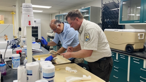 Two people dissecting a sucker in the lab