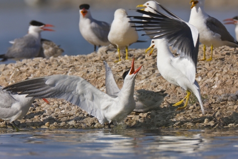 1 bird protecting its chick from another