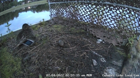 Hidden camera view inside a raft with a Mallard inside near a Pacific loon egg. 