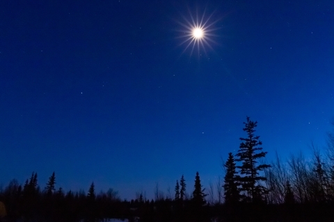 moon over silhouetted trees