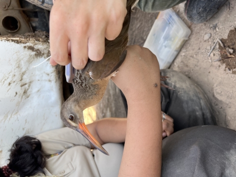 Bird being fitted with a satellite GPS tracker.