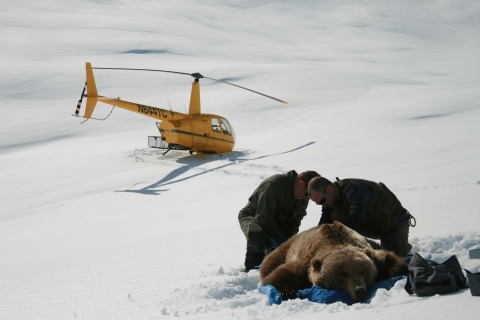 Dave Gustine and Grant Hilderbrand (NPS) handling a sedated grizzly bear as part of research project on bears in the Brooks Range, Alaska. Photo credit: Troy Cambier 