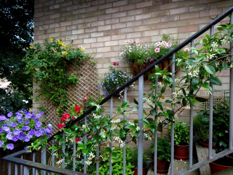 A variety of plants hang on the wall and railings of a balcony.