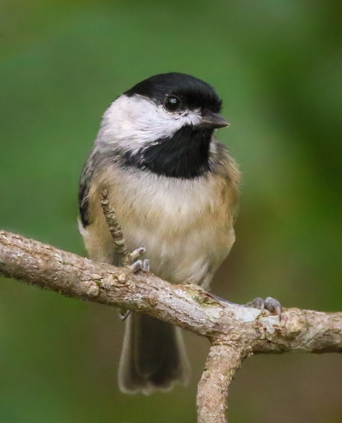 Small black & white bird sitting on a branch