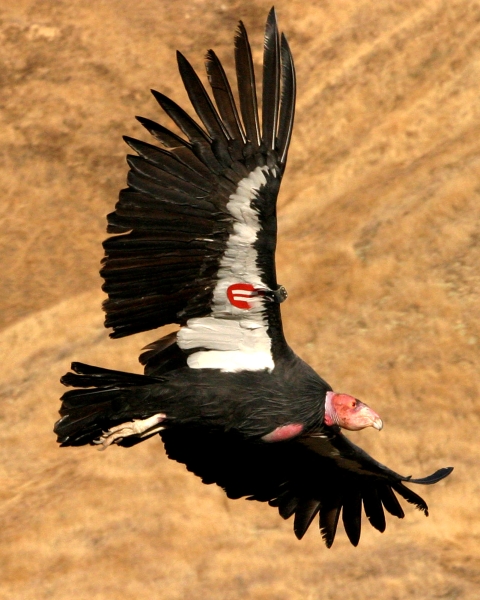 A large black bird with a red wing tag in flight