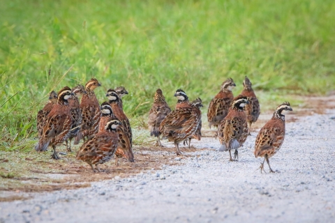 15 Brown, white & black birds on the ground