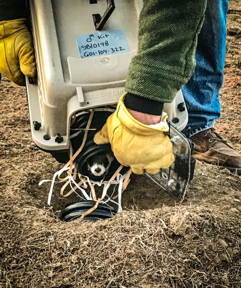 A black-footed ferret being released from an animal crate