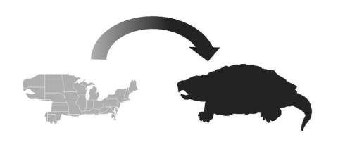 Infographic showing an analogy of fragmented management and conservation on freshwater turtle species.