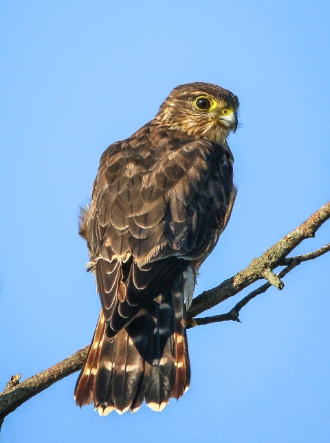 Varied shades of brown raptor sits on a tree branch