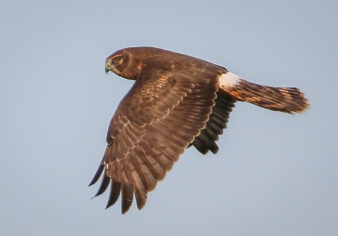 Brown bird in flight