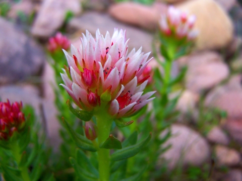 Close-up shot of a pink rhodiola rhodanthum with vivid green leaves in front of rocks