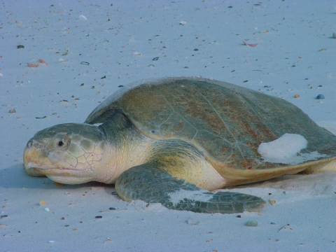 Ridley sea turtle sunbathing on a beach surrounded by sand. 