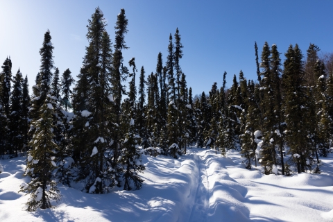 snow on trees