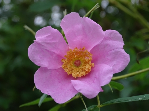 5 petal pink flower with yellow center