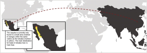 Map showing how the vaquita is currently only found in a small area (marked in orange) within the same waters as the totoaba (marked in yellow). The main destination for trade in totoaba maw is East Asia.