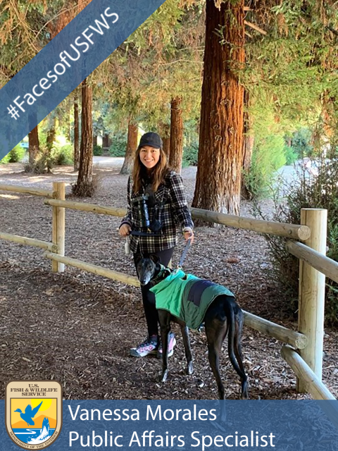 A woman wearing a coat and hat walking a large, slender black dog wearing a green coat. A banner in the top left corner reads "#FacesofUSFWS". The USFWS logo appears in the bottom left corner. A banner long the bottom reads "Vanessa Morales, Public Affairs Specialist"