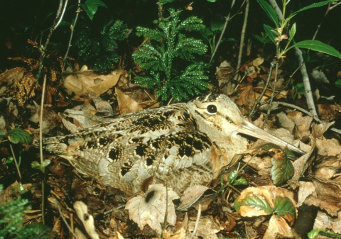 An American woodcock in leaf litter