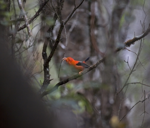 An ʻiʻiwi stands on a brank. It has bright red feathers with black wings. Its long, curved beak is open. 