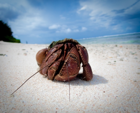 A hermit crab on a beach. It is a deep red surrounded by white sand with the ocean in the back.