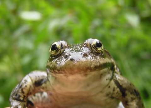 A columbia spotted frog looks into a camera with a green background behind them