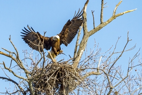 A Bald Eagle bringing a fish back to its nest at Occoquan Bay National Wildlife Refuge