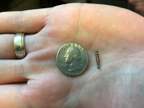 A tracking device compared to a quarter held in hand. The device is cylindrical and smaller than the diameter of the quarter.