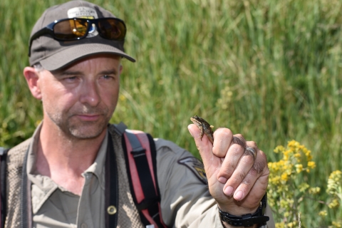 A frog is in focus near the front of the camera being held by a biologist.