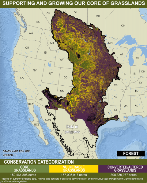 The center of the continental US is colored purple, yellow, and green stretching from northern Mexico to Canada. Splotches of green form a line from New Mexico to Alberta showing the cores of intact grasslands. Expanding outward from the green are swaths of yellow, mixed with green and purple. Yellow indicates at-risk grasslands and touches several US states including Iowa and Texas, and Alberta. The purple area, depicting plowed land, tree encroachment is the largest area from Mexico to Alberta to Illinois